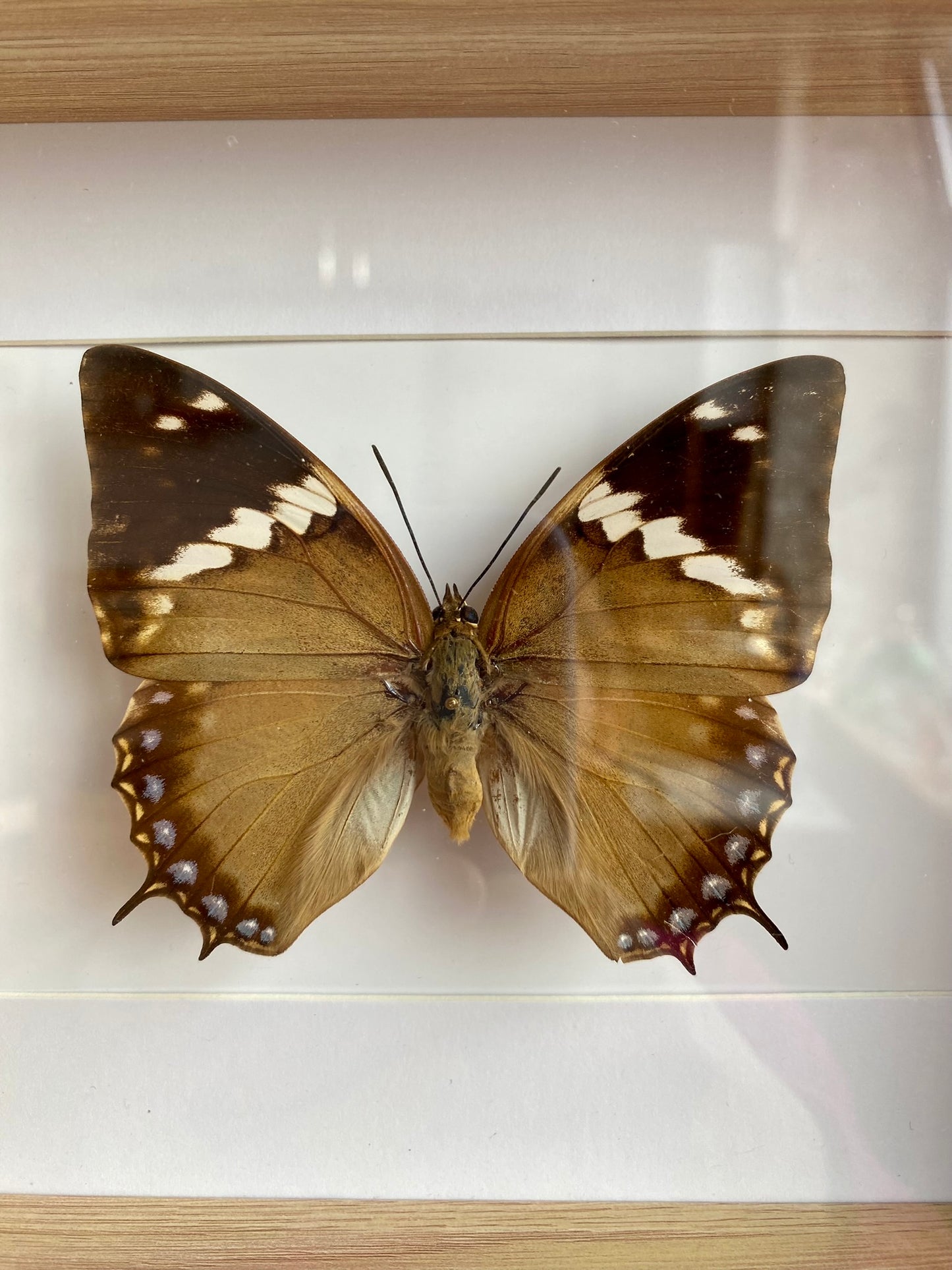 papillon - Atou