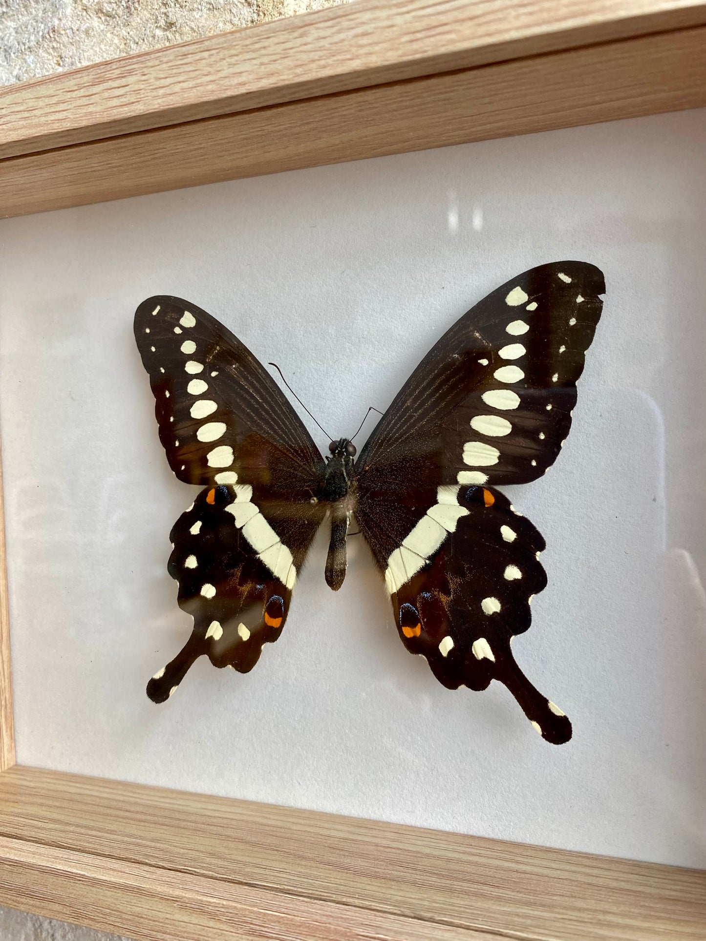 papillon - Martin