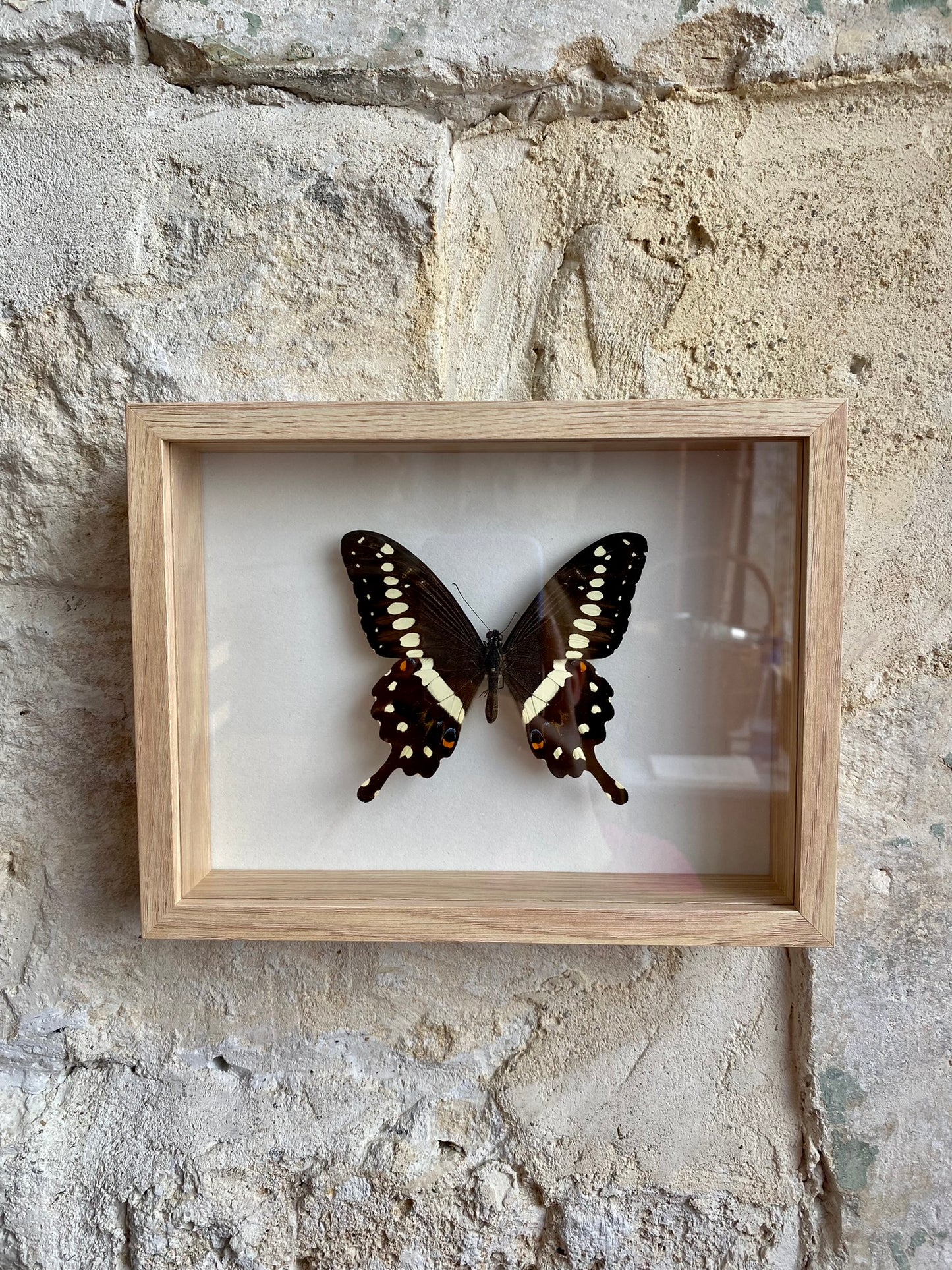 papillon - Martin