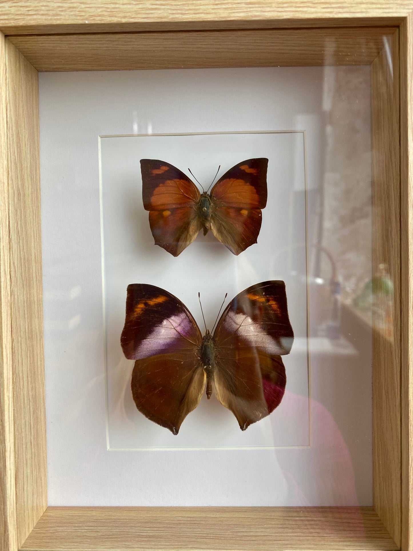 papillons - Olivia