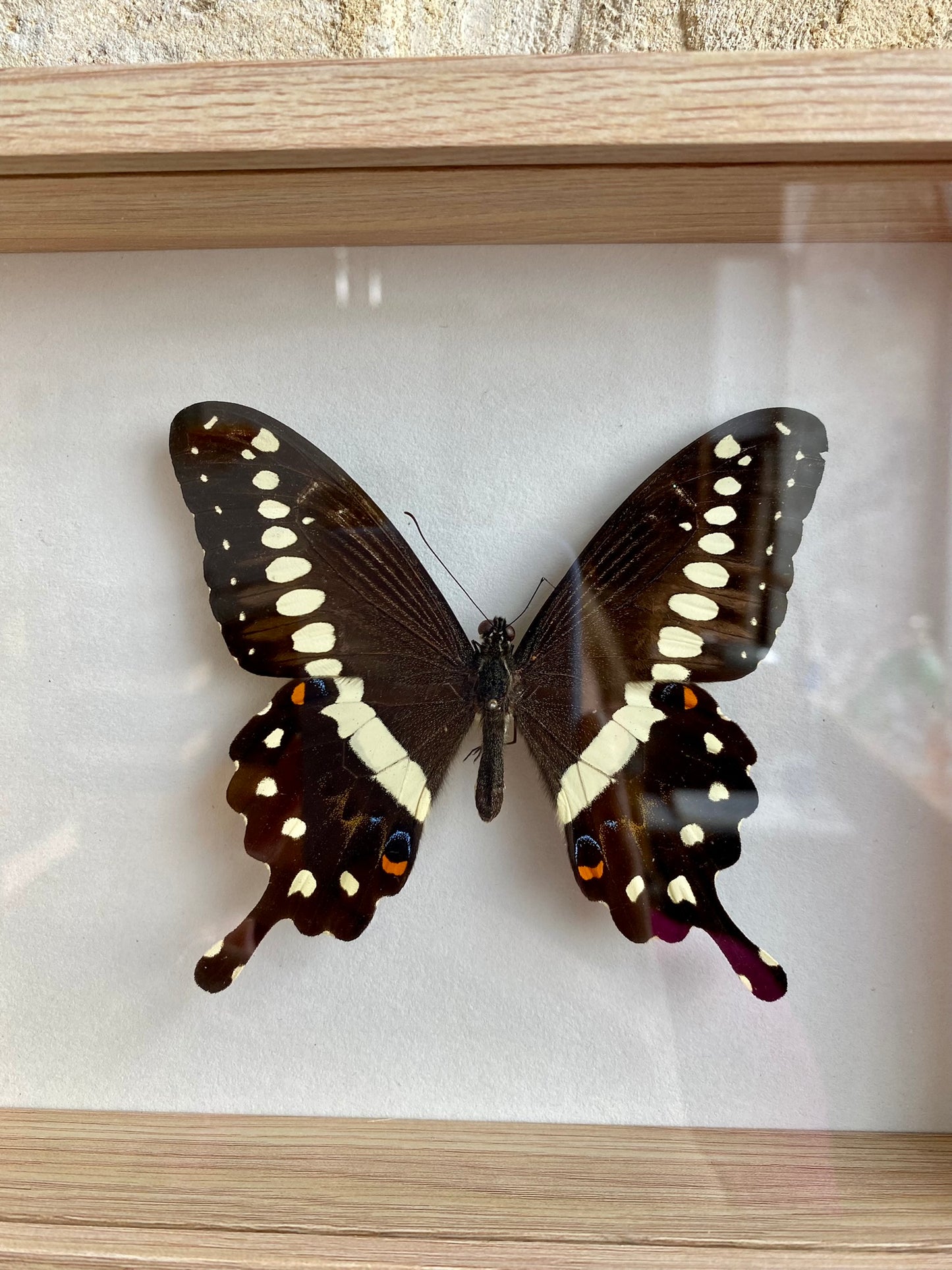 papillon - Martin