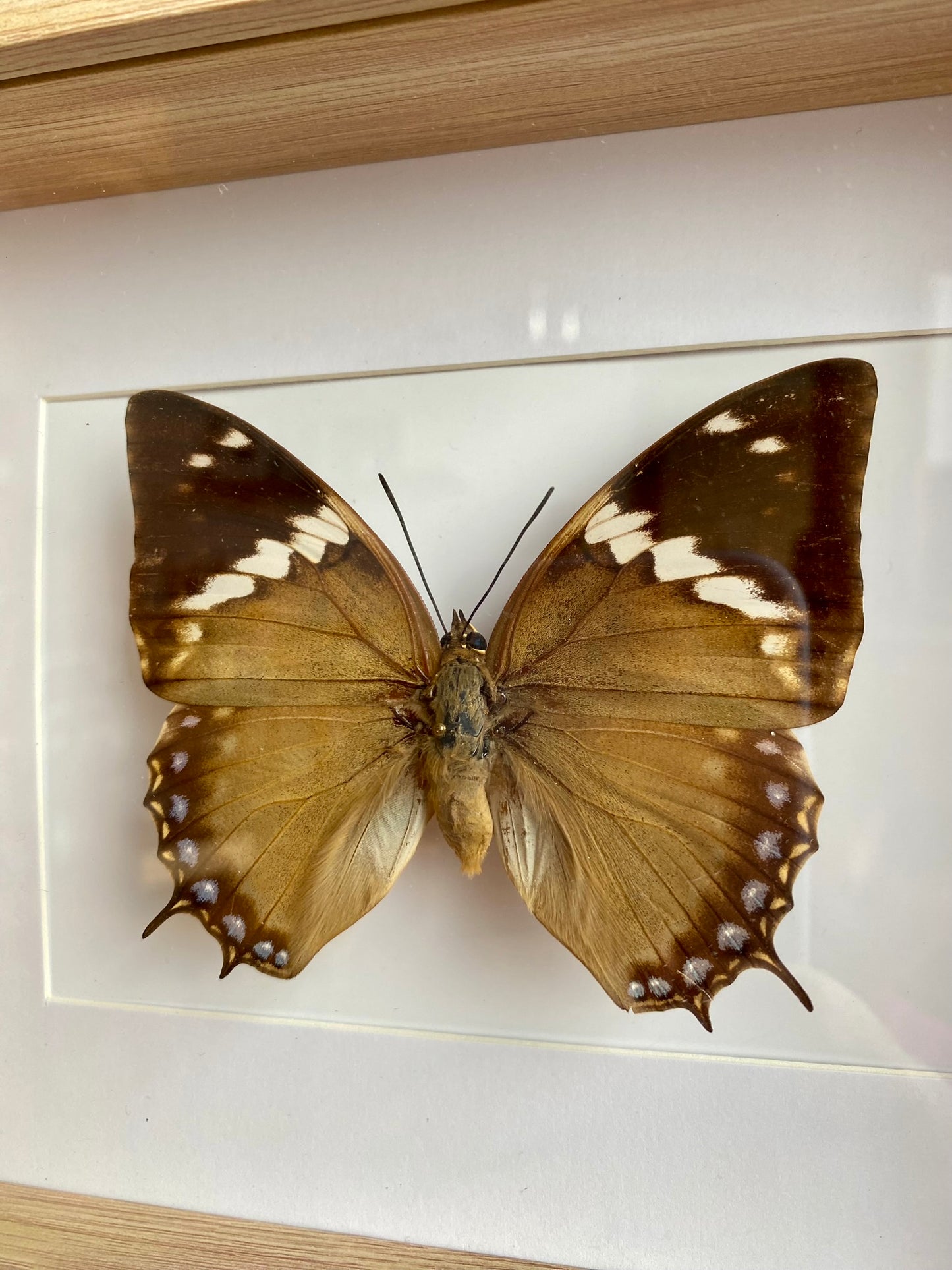 papillon - Atou