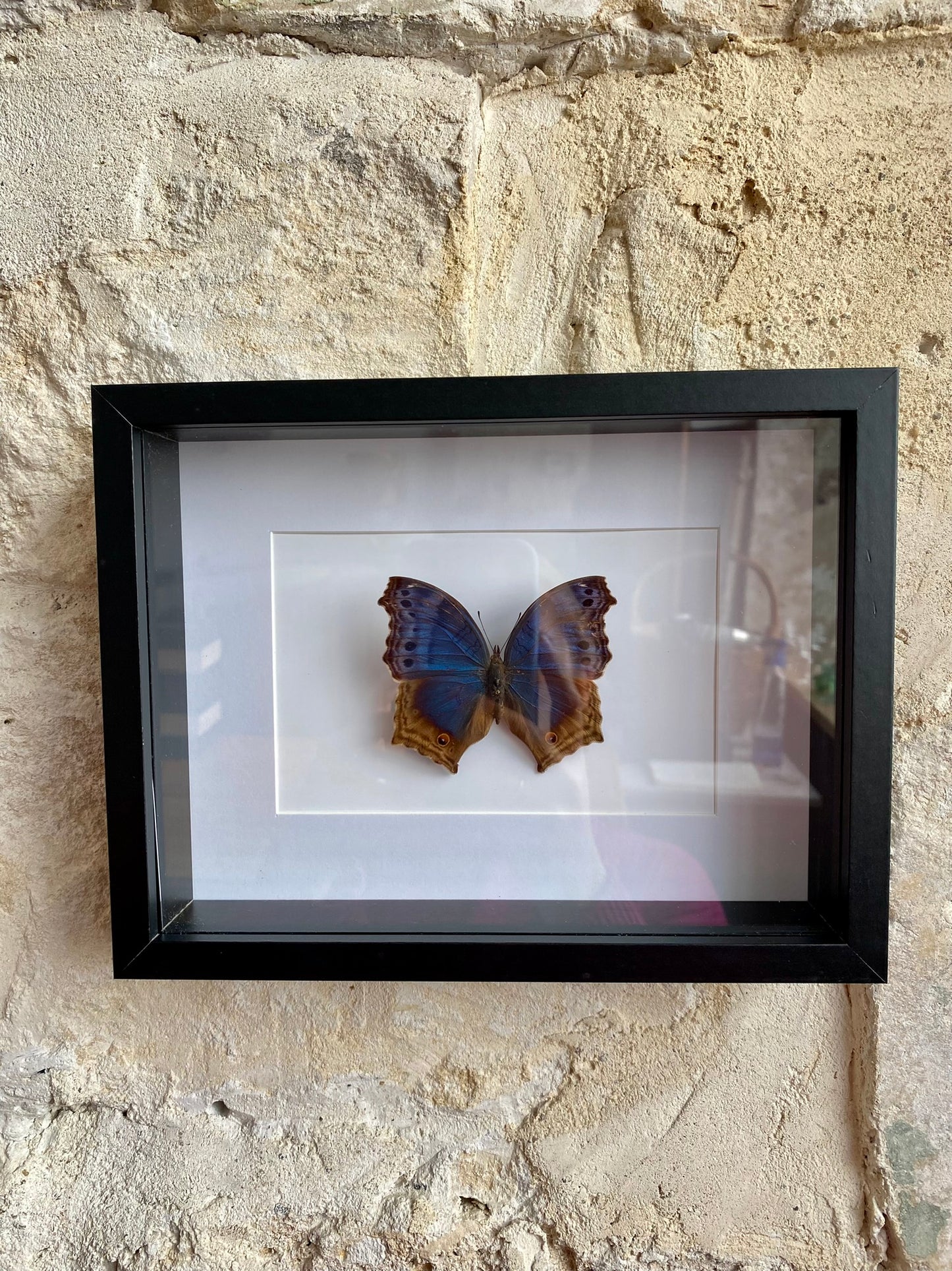 papillon - Pablo