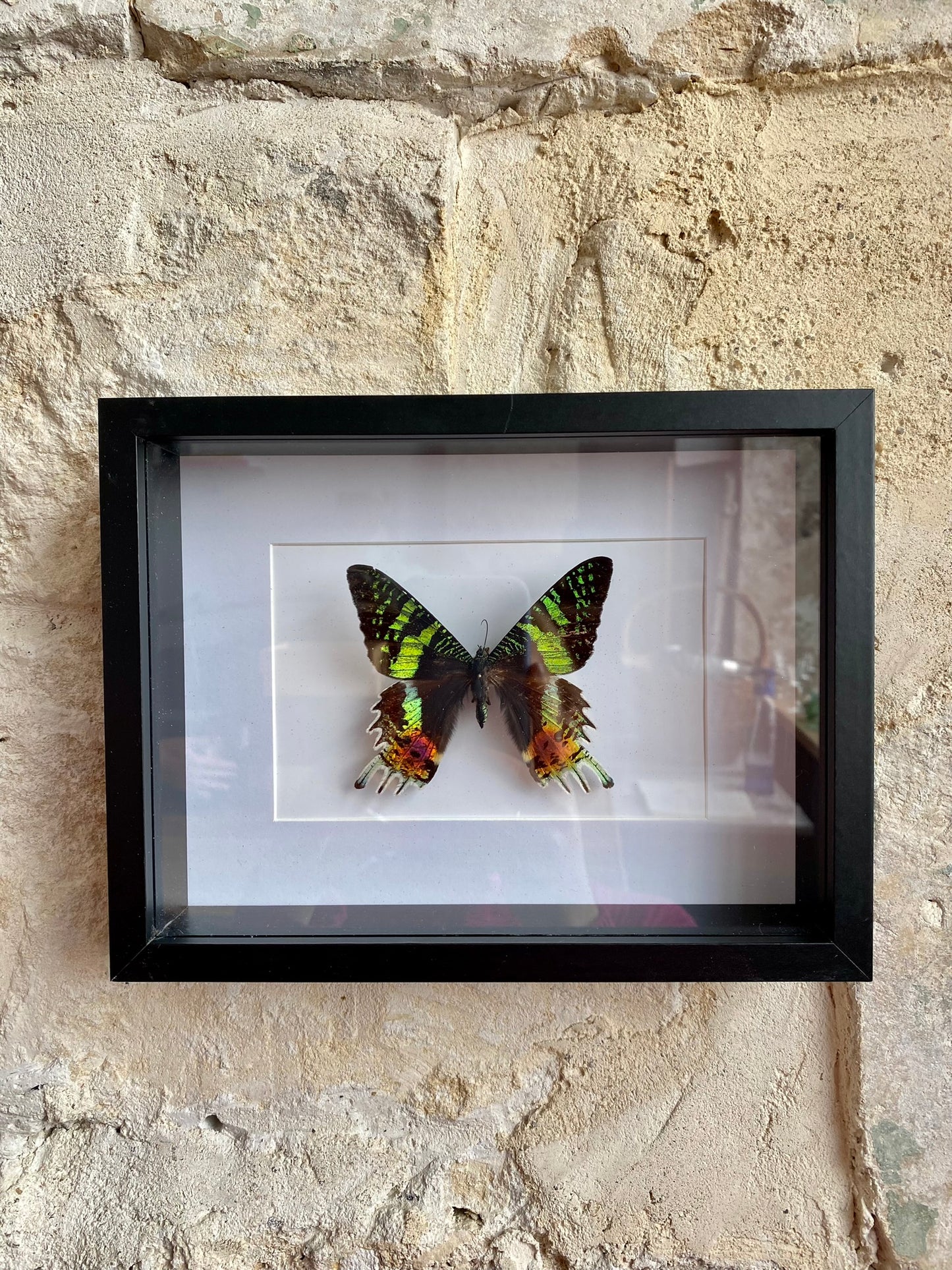 papillon - Mado