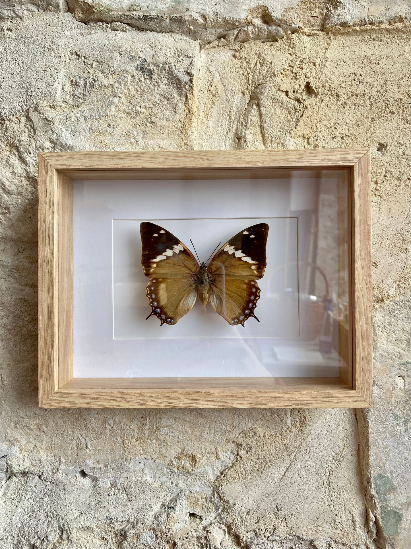 papillon - Atou