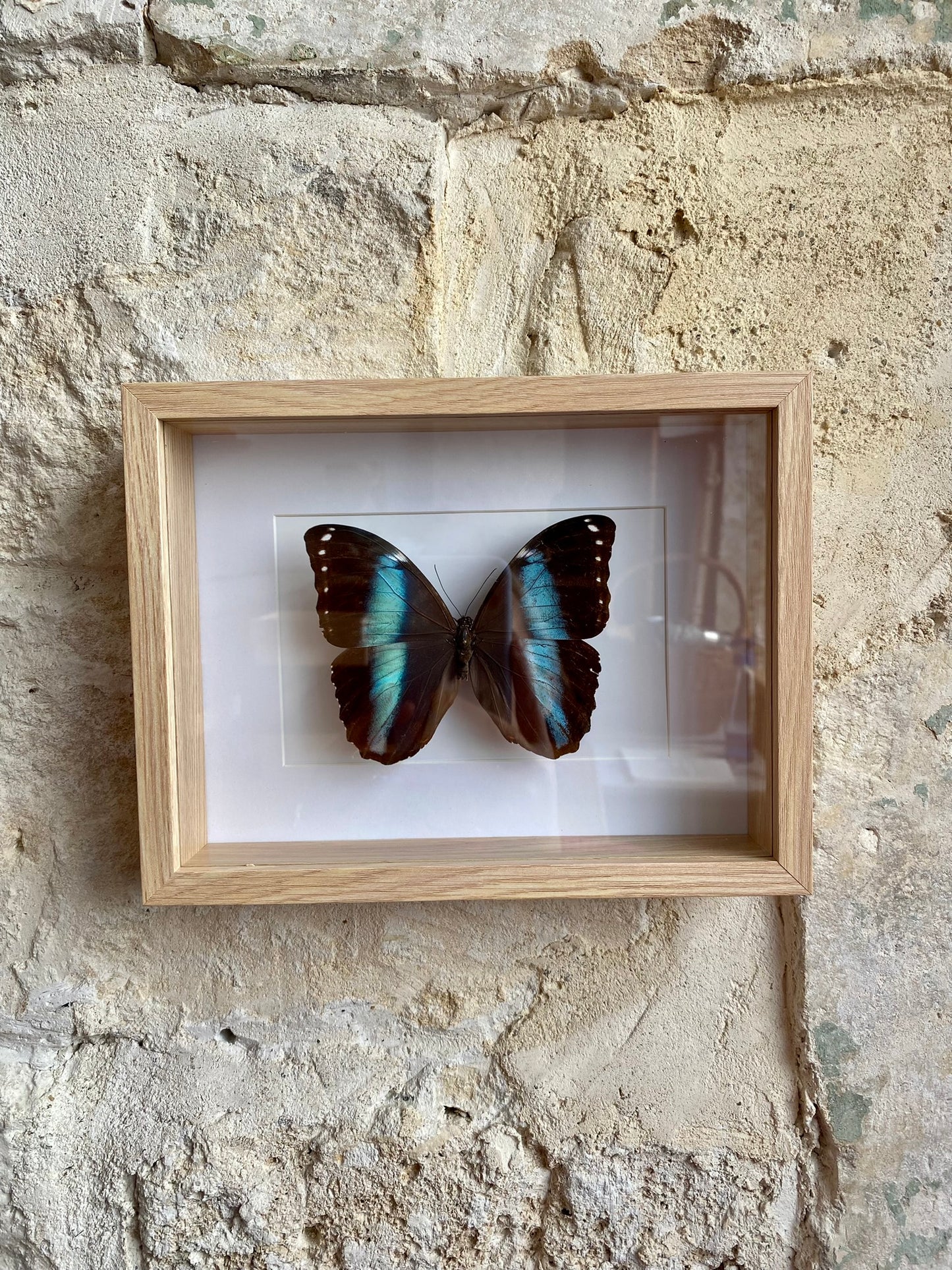 papillon - Alexia