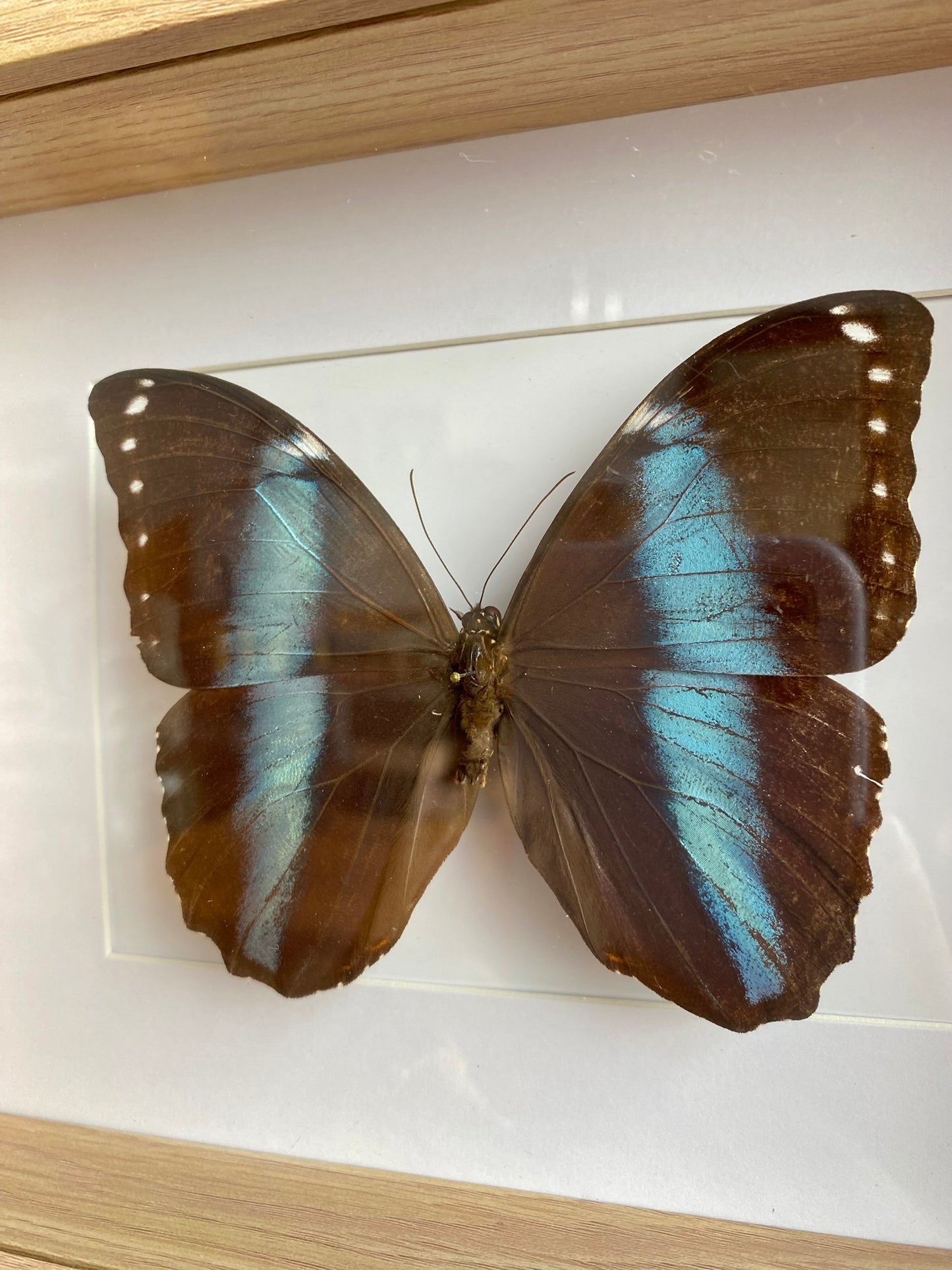 papillon - Alexia