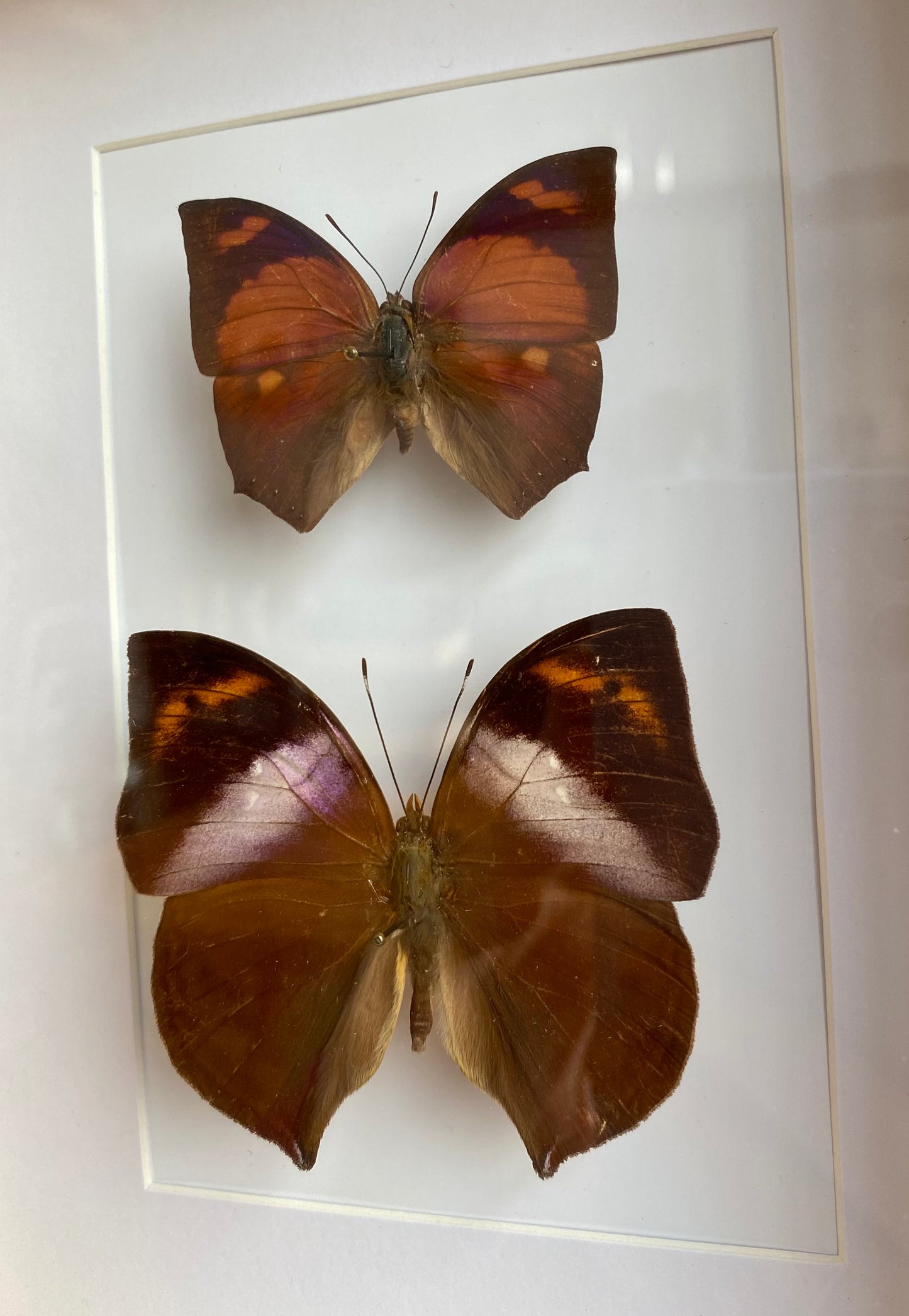 papillons - Olivia