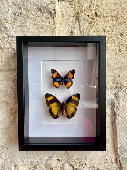 papillons - Métairie