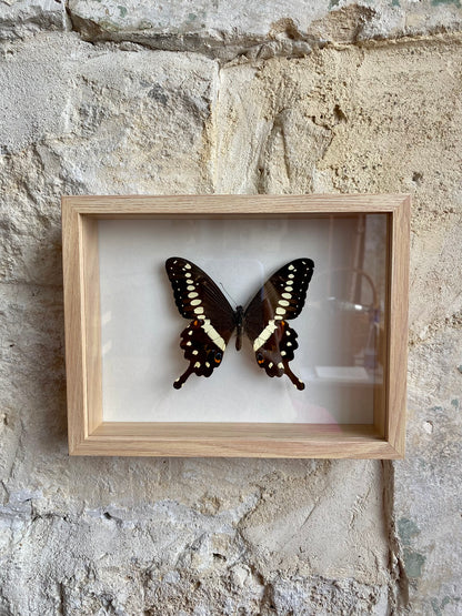 papillon - Martin