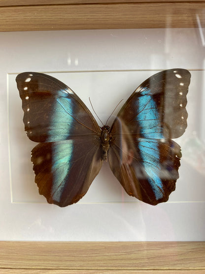 papillon - Alexia