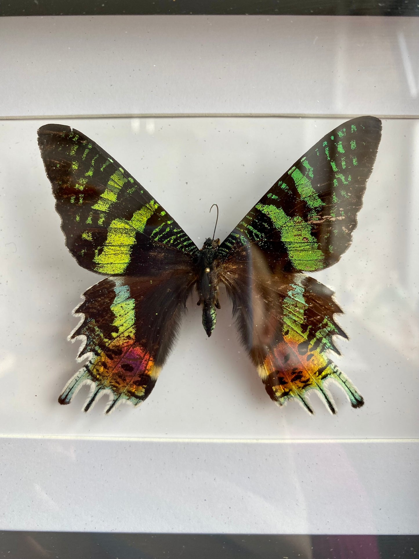 papillon - Mado