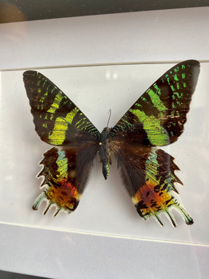 papillon - Mado