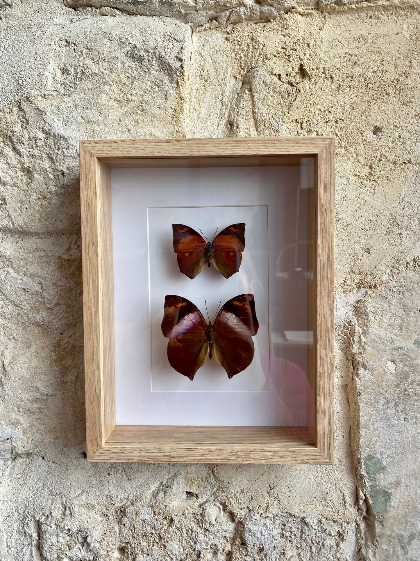 papillons - Olivia