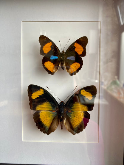 papillons - Métairie